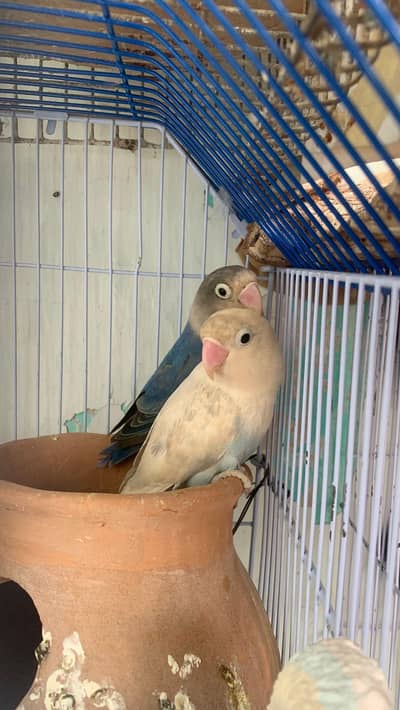 Love Birds breeder 1 pair for sell active and healthy.