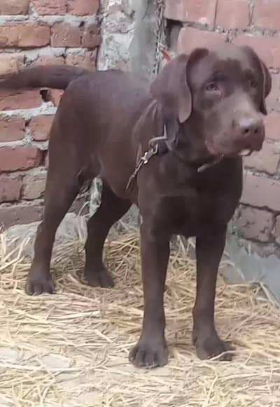 Labrador pedigree male