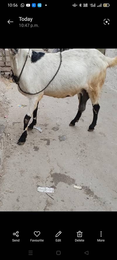 dese betall bakri 30ri bar Bache de gye 75k price ha 4.5. ma ke ghban