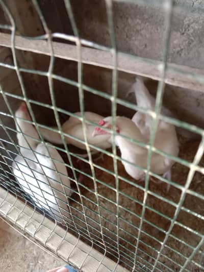 Heera Aseel munasib paiso ma dastiyab hain