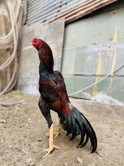 Quality  ASEEL LAKHA  PHHTA