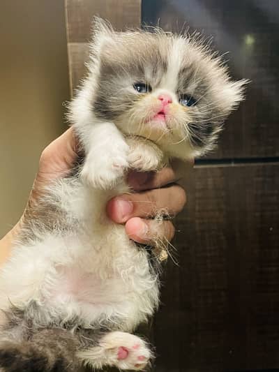 Cfa bloodline peki kittens available