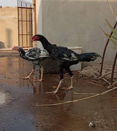 Home-Raised Friendly Aseel Cocks for Sale