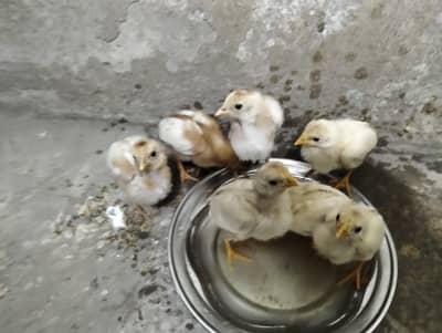 heera Aseel chick and mianwali Aseel chick