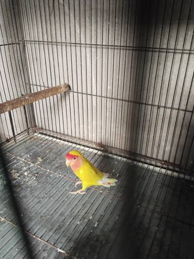 albino red and Comon Latino red ayes breedr male for sale