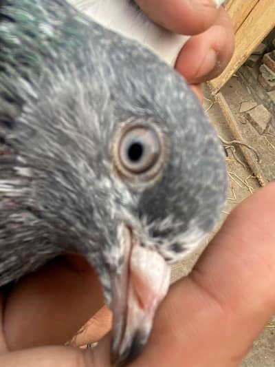 ya Pura pair hai dusra ki photo upload nahi ho rahi