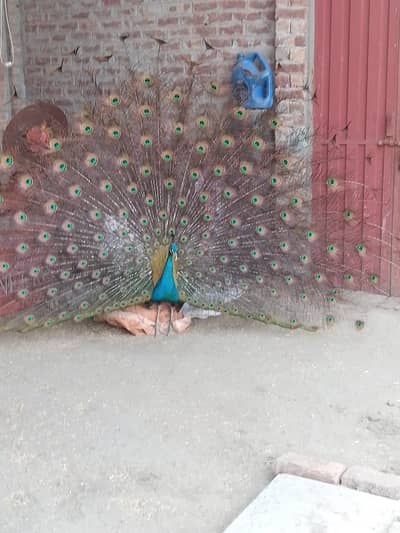 Breeder Peacock trio set egg laying