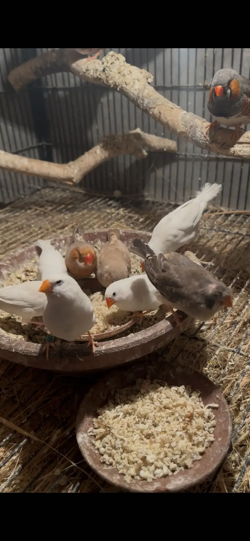 Zebra finches mutation and fawn split pastel — photo 10