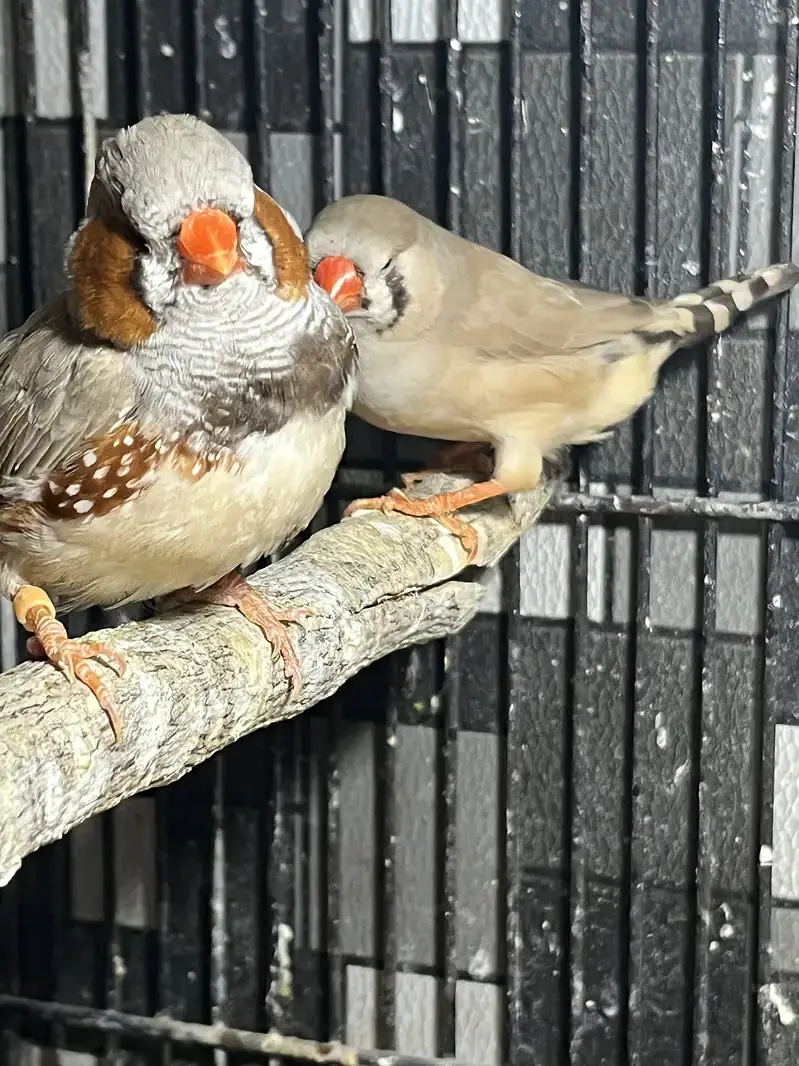Zebra finches mutation and fawn split pastel — photo 11