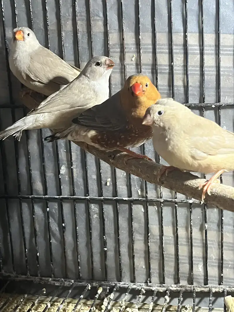 Zebra finches mutation and fawn split pastel — photo 12