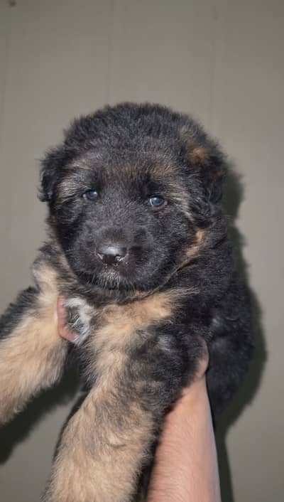 German Shepherd Puppies