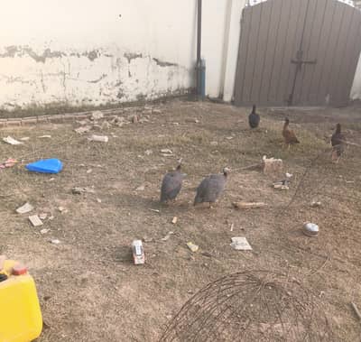 Chakor Pair For Sale