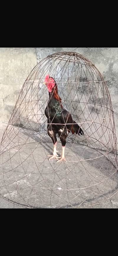 Gis bai ko chahiya vo rabta kar sakta hai