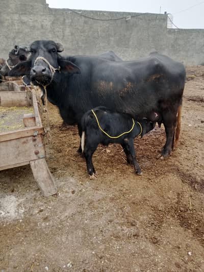 Buffalo /Bhains/Neeli Ravi Bhains. /Cow