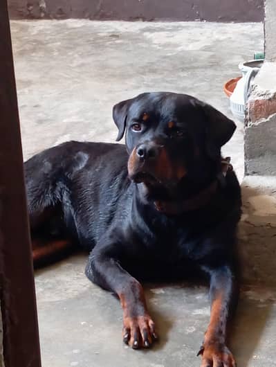Rottweiler available