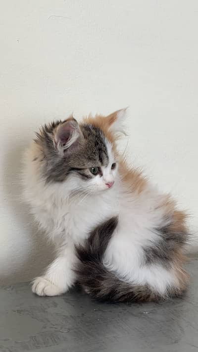 Persian Kitten. Triple coated