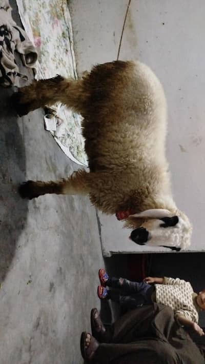 Mudra Chatra | Bakra | Goat 4 months     03'4'8'14"83'2'52
