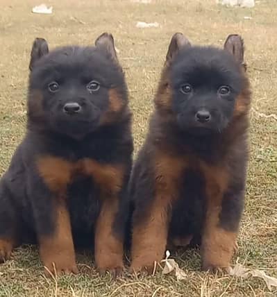 German Shepherd long coat pair 2 month for sale