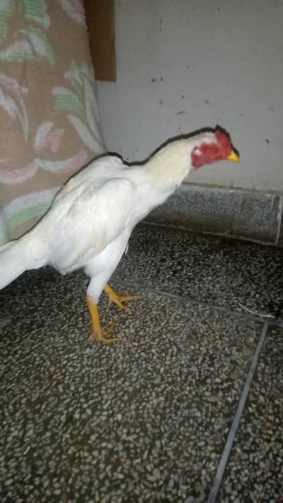 aseel pathay and hens for sale