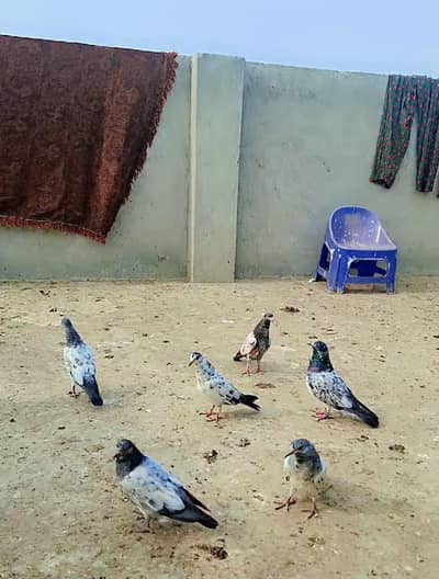 good and healthy all pigeons