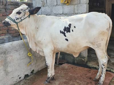 Wachi/wehri/heifer/cholistani/frezion