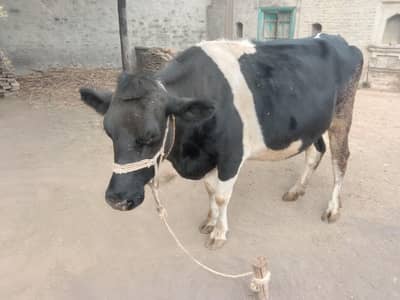 Freezen Cow for sale
