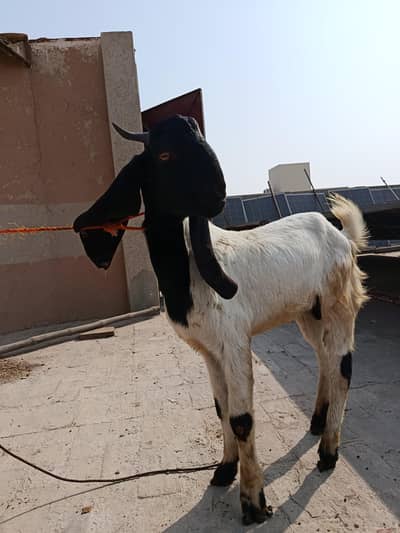 4bakray and 2pethay for sale ha