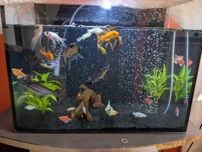 fishes and aquarium