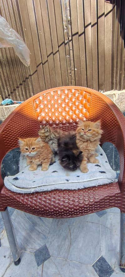 pure persians kittens. . .