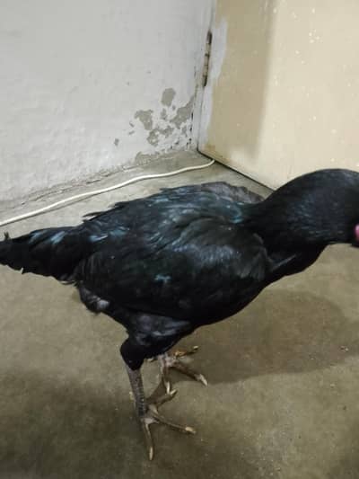 pure aseel murgui gar ke ha