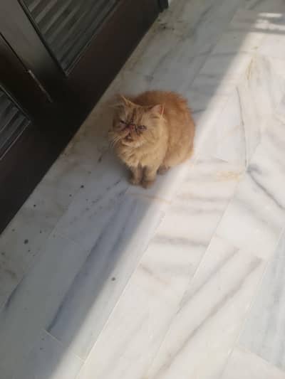 persian  female peki face