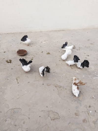 Pure Blacktail pairs 03017565176