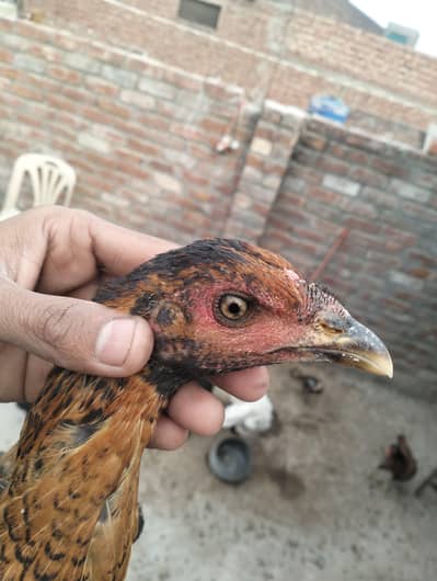 all setup for sell pokoe chick with mother breeder murga