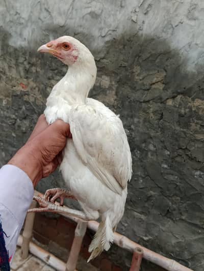 heera aseel madiaan for sale