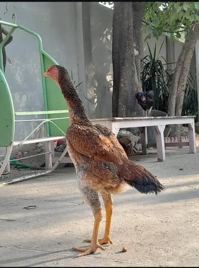 2 Shamoo breedar females