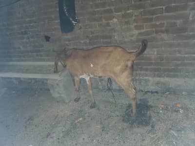 sialkoti goat beetal 0-3-3-1-0-0-6-1-8-8-8