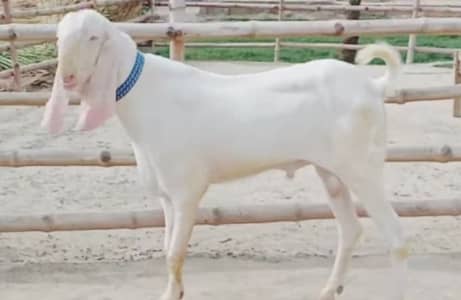1 bakra for sale call me+/03033477978