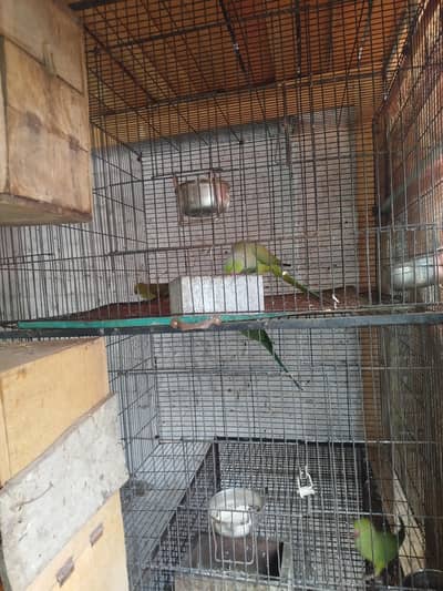 2 green breeder pair with 2 portion cage 3*2*3 feet