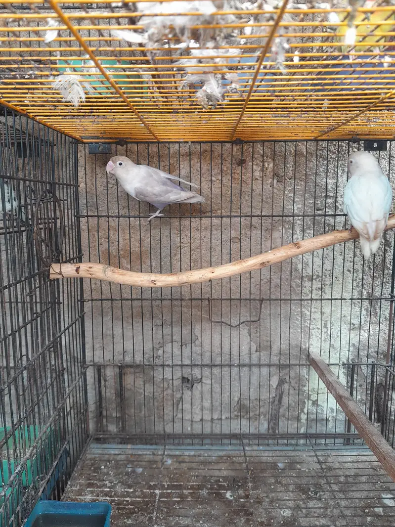 bhi only cage bachay hen chi ye to rabta karain