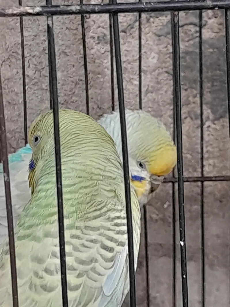 bhi only cage bachay hen chi ye to rabta karain — photo 4