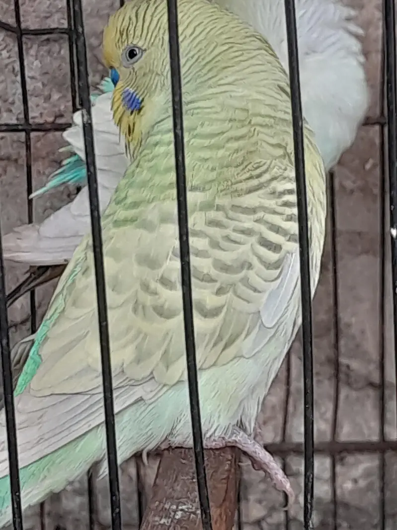 bhi only cage bachay hen chi ye to rabta karain — photo 5