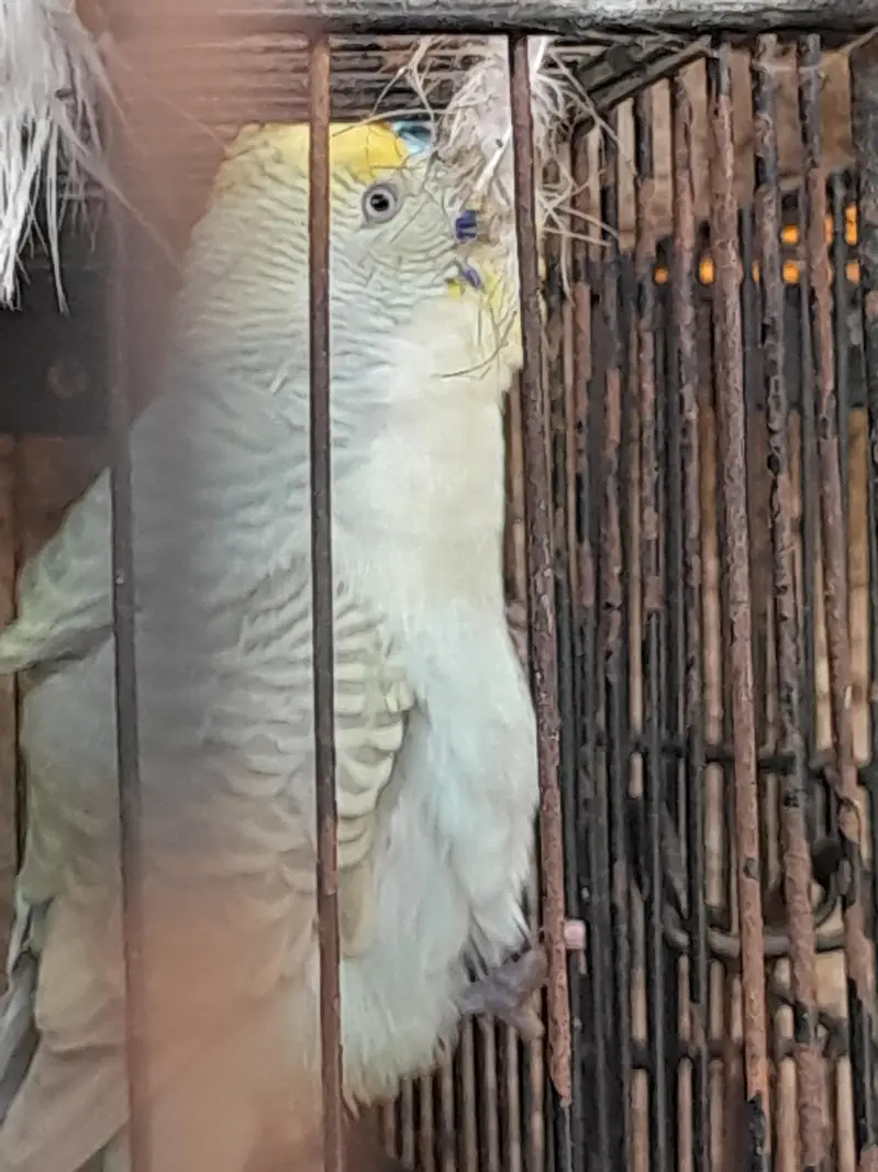 bhi only cage bachay hen chi ye to rabta karain — photo 6