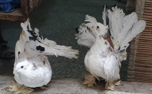 American fantail pigeon pair (lakky)
