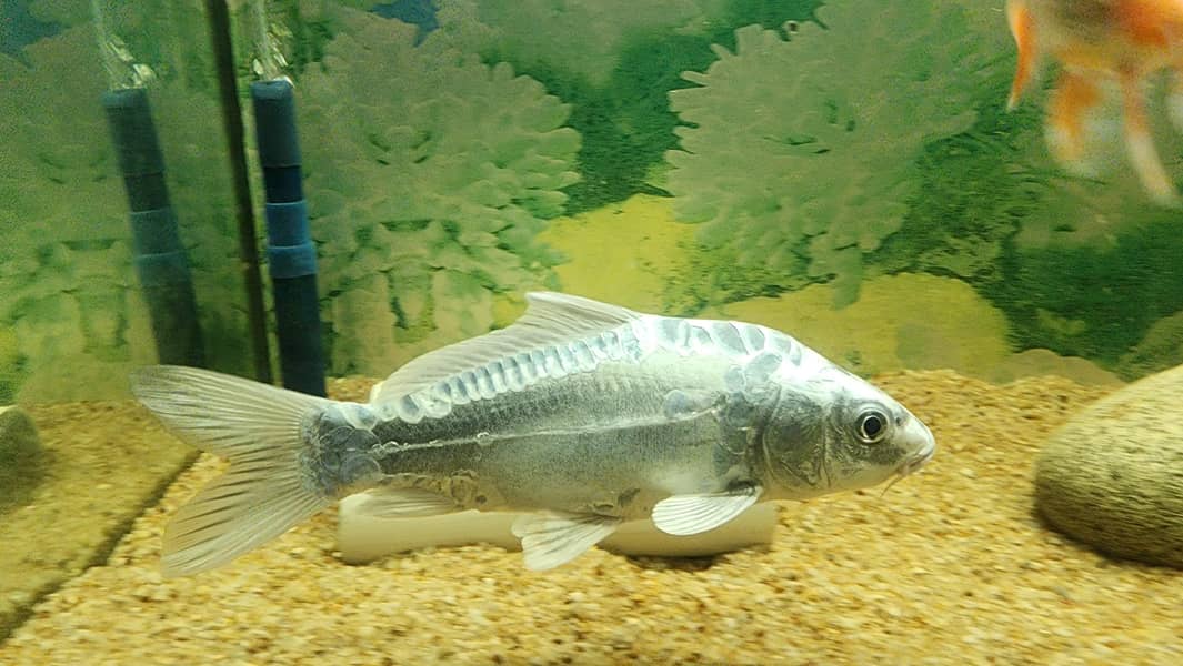 diamond carp 10 inches 1