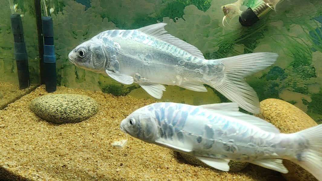 diamond carp 10 inches 2