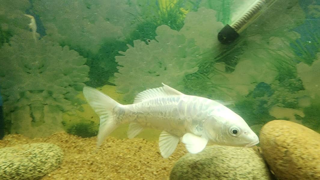 diamond carp 10 inches 3