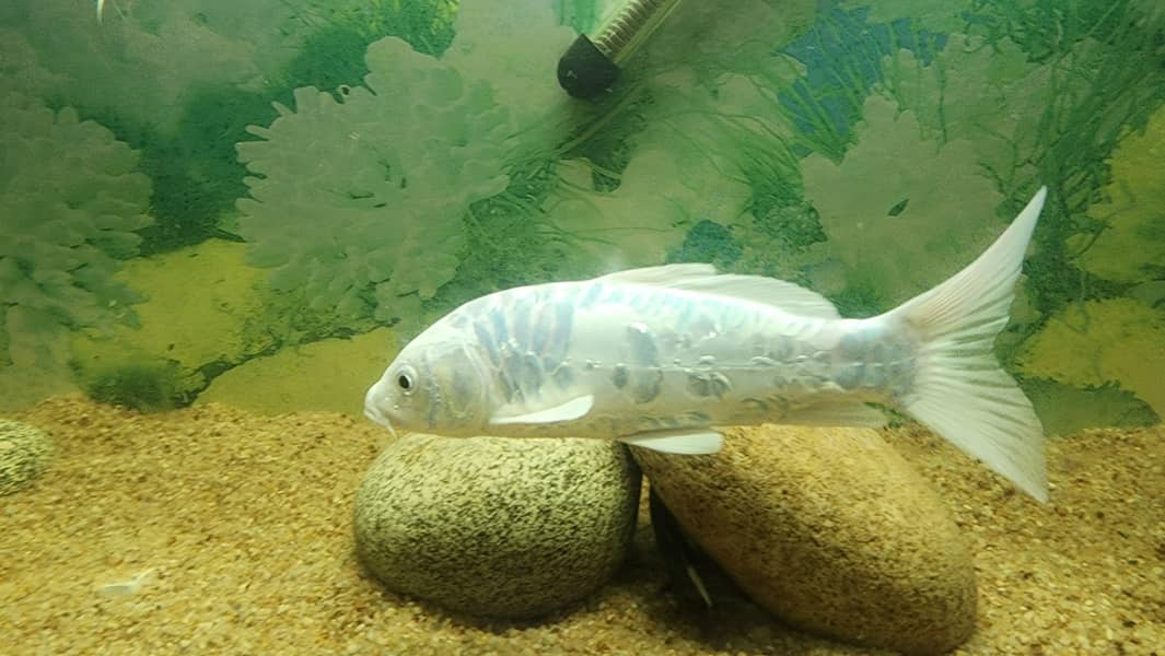 diamond carp 10 inches 4