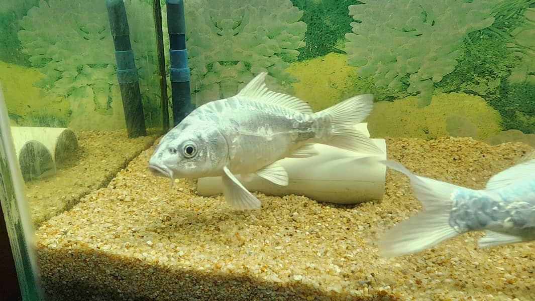 diamond carp 10 inches 5