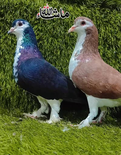 Fancy pigeon sherazi Breder pair For Sale