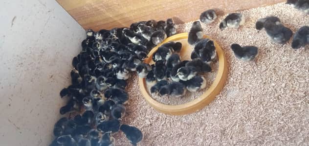 Australorp Chicks
